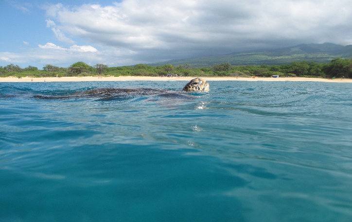 Hawaiian green sea turtle